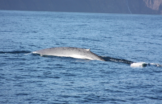 Sept 27 Blue whale in the sun